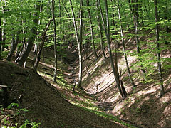 Small brook on the bottom of the valley in the forest - Börzsöny Mountains, Ungaria