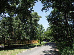 The only car road of the peninsula, surrounded by tall trees - Budapesta, Ungaria