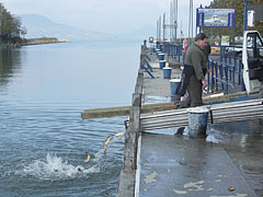 Settling fish into Lake Balaton - Fonyód, Ungaria