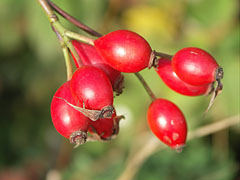 Ripe rose hips - Mogyoród, Ungaria