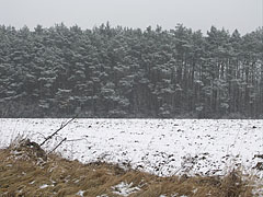 Snowy landscape with a pine forest - Velemér, Ungaria