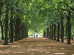 The linden alley with four row of trees goes to the Elisabeth statue - Gödöllő, Hungria