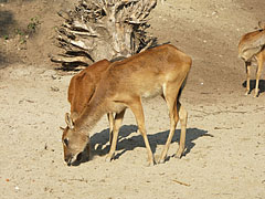 Nile lechwe (Kobus megaceros) antelopes, female specimens - Budapest, Ungheria