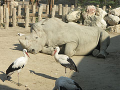 White storks (Ciconia ciconia) and a square-lipped rhino (Ceratotherium simum) in the Savanna area - Budapest, Ungheria