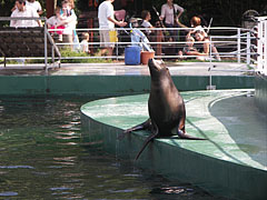 California sea lion (Zalophus californianus), or sometimes misspelled as Californian sealion, an eared seal, living in western North America - Budapest, Ungheria