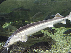 Russian sturgeon (Acipenser gueldenstaedtii) - Budapest, Ungheria