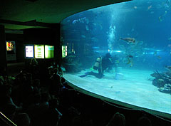 The shark feeding can be watched from an auditorium in every thursday afternoon - Budapest, Ungheria