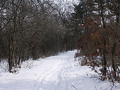 The Cinkota Forest in big snow - Budapest, Ungheria