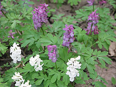 Bulbous corydalis or fumewort (Corydalis cava) mauve-purple and white colored spurred flowers - Eplény, Ungheria