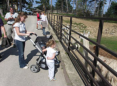 Paddock of the llamas - Veszprém, Ungheria