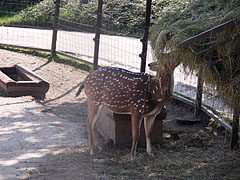 Chital deer, spotted deer or axis deer (Axis Axis) - Veszprém, Hongrie