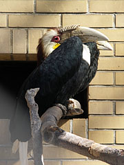 Bar-pouched wreathed hornbill (Rhyticeros undulatus), a male specimen of this large fruit-eating bird - Amsterdam, Nizozemska