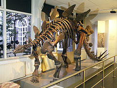 Skeleton of a Stegosaurus, the well-known herbivorous (plant-eating) dinosaur from the Jurassic Age - Amsterdam, Nizozemska