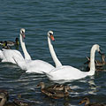 Balatonfüred, Madžarska