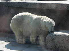 Polar bear (Ursus maritimus, formerly Thalarctos maritimus) - Budimpešta, Madžarska