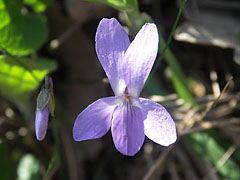 Violet flower - Csővár, Madžarska