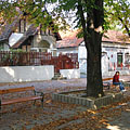 Horse-chestnut trees on the pedestrian street near the castle - Miskolc, Madžarska