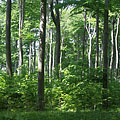 Pilis Mountains (Pilis hegység), Madžarska