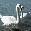 Balatonfüred, Węgry