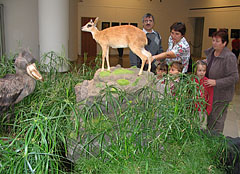 Stuffed and mounted animals: a shoe-billed stork and a dik-dik antelope - Будапеща, Унгария