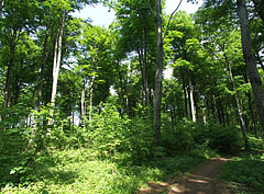  - Pilis Mountains (Pilis hegység), Унгария