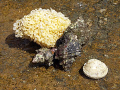 Seaside treasures, at least for the children (a marine sponge, a snail shell and another shell) - Slano, Хърватия