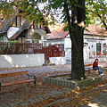 Horse-chestnut trees on the pedestrian street near the castle - Miskolc, Ungarn