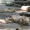 A whole Asian, Persian or Indian lion (Panthera leo persica) family is lounging under the shady trees - Budapest, Ungarn