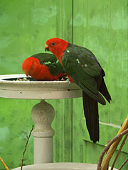 Australian king parrot (Alisterus scapularis), two male specimens - Boedapest, Hongarije