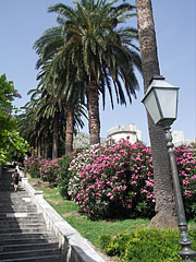 Row of palm trees beside the stairs of Uz Posat - Dubrovnik, Kroatië