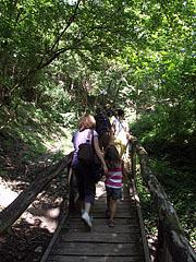 Forest path of the Borókás Trench (Borókás-árok) - Ipolytarnóc, Hongarije