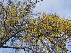 Yellow mistletoes on a tree - Budapest, Ungari