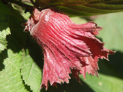 An interesting hazel shrub or tree, the husk of the nut is red colored - Gödöllő, Ungari