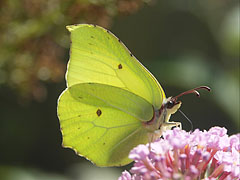 Common brimstone (Gonepteryx rhamni), a pale green or sulphur yellow colored butterfly - Mogyoród, Ungari