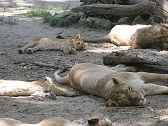 A whole Asian, Persian or Indian lion (Panthera leo persica) family is lounging under the shady trees - بودابست, هنغاريا