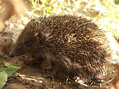 European hedgehog or Common hedgehog (Erinaceus europaeus) - Mogyoród, ハンガリー