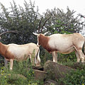 Scimitar oryx or scimitar-horned oryx (Oryx dammah), and also known as the Sahara oryx, large brown antelopes and close to extinction - 阿姆斯特丹, 荷兰