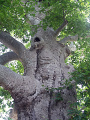 More than 400 years old giant sycamore (or plane) trees - Trsteno, 克罗地亚