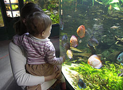 Blue discus (Symphysodon aequifasciatus) South American fish in the tropical freshwater aquarium - Будимпешта, Мађарска