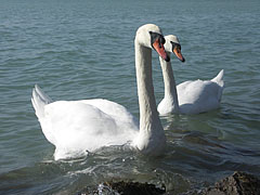 Bütykös hattyú (Cygnus olor) pár - Balatonfüred, Magyarország