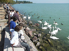 A hattyúk mindig népszerűek (iskolás gyerekek nézik a Balatont és a madarakat) - Balatonfüred, Magyarország