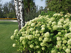 Hortenzia (Hydrangea) virágok a kastélyparkban - Gödöllő, Magyarország