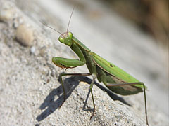 Imádkozó sáska vagy Ájtatos manó (Mantis religiosa) - Mogyoród, Magyarország