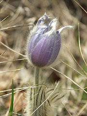 Leánykökörcsin (Pulsatilla grandis), lilás színű gyapjasan szőrös virág a mészkősziklák között - Pilis hegység, Magyarország