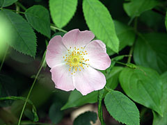 Vadrózsa (Rosa canina), más néven gyepűrózsa vagy csipkerózsa halvány rózsaszín virága - Plitvicei-tavak Nemzeti Park, Horvátország