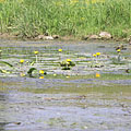 Tokaj, Magyarország