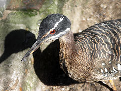 Sunbathing red-eyed bird, a sunbittern (Eurypyga helias) - Amsterodam, Nizozemsko