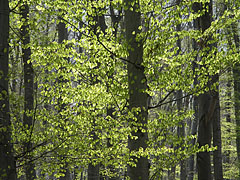 Sprouting leaves in the beech borest in springtime - Bakony Mountains, Maďarsko