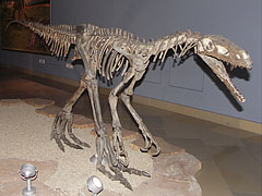 Herrerasaurus ischigualastensis, an early bipedal (walking on two legs) carnivorous dinosaur - Budapešť, Maďarsko