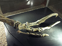 The front leg of the Megaraptor namunhuaiquit with giant claws - Budapešť, Maďarsko